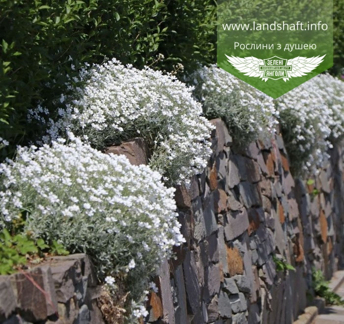 

Cerastium tomentosum 'Silberteppich', Ясколка повстяна 'Зільбертеппіх',C2 - горщик 2л