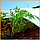 Агроволокно белое укрывное 30 г/м² в рулоне 2,1 х100 м "Shadow" (Чехия) 4% спанбонд белый для теплиц, грядок, фото 7