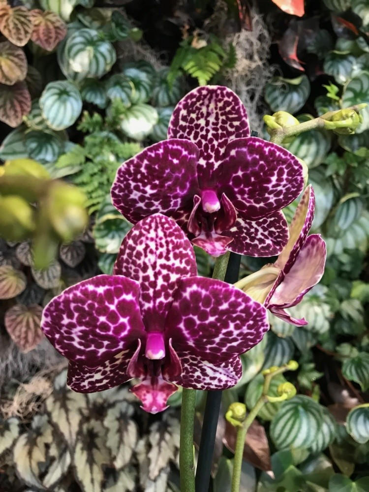 

Орхидея Фаленопсис Florinda Дикий Кот Orchid Phalaenopsis Wild Cat, Фиолетовый