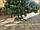 Пишна новорічна ялинка штучна Карпатська 1.50м з підставкою ПВХ / Ялинка штучна / Смерека, фото 7