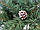 Пышная новогодняя искусственная елка Кармен с шишками и серебристым жемчугом 1.80м с подставкой ПВХ /Ёлка/ Ель, фото 2
