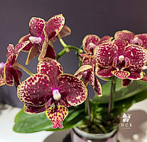 Уценка Орхидея. Сорт Cys186 размер 2.5" без цветов