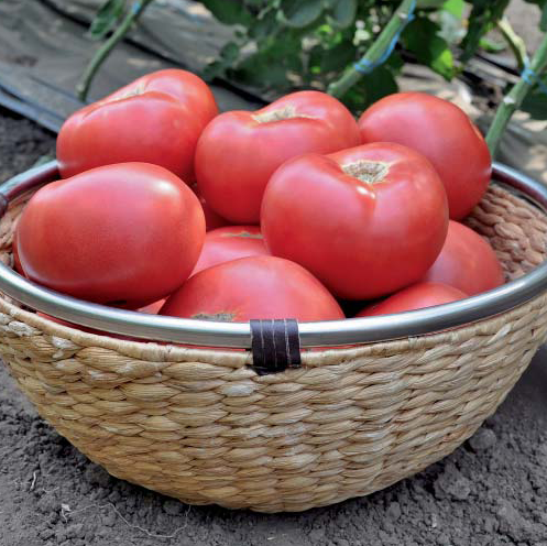 Эсмира F1 - насіння томату індетермінантного 1 000 насінин, Rijk Zwaan