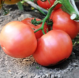 Эсмира F1 - насіння томату індетермінантного 1 000 насінин, Rijk Zwaan, фото 2