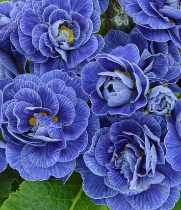 Примула балерина махровая Балтик Блю \  Primula Baltic Blue ( садовая- саженцы), фото 2