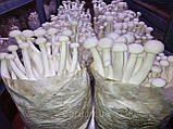 Грибной блок Шимеджи (HYPSIZYGUS MARMOREUS) Буковый гриб, фото 3