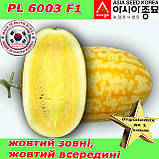 Кавун PL 6003 F1 ранній, жовтий кавун, 500 насіння ТМ Asia Seed (Південна Корея), фото 3
