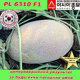 Семена, дыня сахарная PL 6310 F1  500 семян ТМ Asia Seed (Южная Корея), фото 2