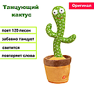 Кактус Повторюшка Танцюючий Dancing Cactus 32 см, фото 2