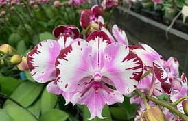 Орхидея Lioulin lovely lip fantastic (color instability), без цветов, диаметр горшка 2.5 дюйма