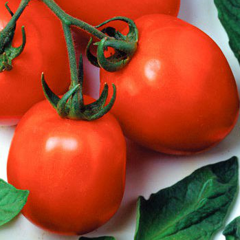 ДУАЛ ЕРЛІ F1 - насіння томату детермінантного 1000 насінин, Semenis