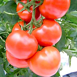 ЦЕЛЬСУС F1 - насіння томату индетерминатного, Semenis, фото 2