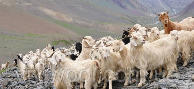 монгольские козы
