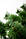 Штучні сосни 2.1 метра зелена, фото 9