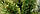 Искусственная сосна 0,7 новогодняя зеленая сосна распушенная маленькая, Елки декоративные настольные, фото 7