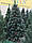 Ель ПВХ 2,5 м с белым напылением на кончиках с шишками и красными ягодами, Новогодняя Елка зеленая со снегом, фото 8