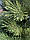 Ялина буковельська лита зелена Bukovel Cast № 8 висота 1.8, фото 7