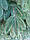 Ялинка лита штучна 1.8 м новорічна ялина канадська 180см, фото 7