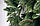 Ялинка Лита 2,1 м Бельгійська зелена, фото 2