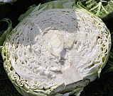 МЕГАТОН F1 - семена капусты белокочанной 2 500 семян, Bejo Zaden, фото 2