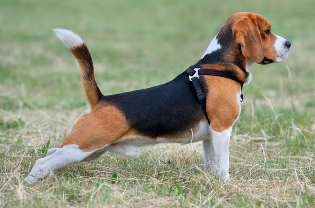 Порода собак с длинными ушами: обзор ТОП-10 - cтатьи компании «Усовский  Хвостовский»