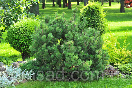Сосна горная Лаурин \ Pinus mugo Laurin ( саженцы 4.5л - 30+), фото 2