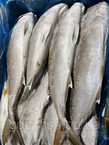Рыба Лакедра Фото И Описание Цена