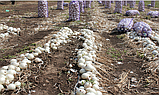 ГЛЕДСТОУН - насіння цибулі ріпчастої білого 10 000 насінин, Bejo Zaden, фото 2