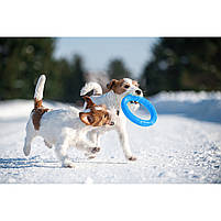 Collar - игрушка для собак, игровое кольцо для апортировки PITCHDOG,  диаметр 17 см, голубой, фото 3