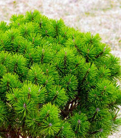 Сосна гірська Бенджамін Pinus mugo Benjamin ( саджанці 4.5л - 30+)