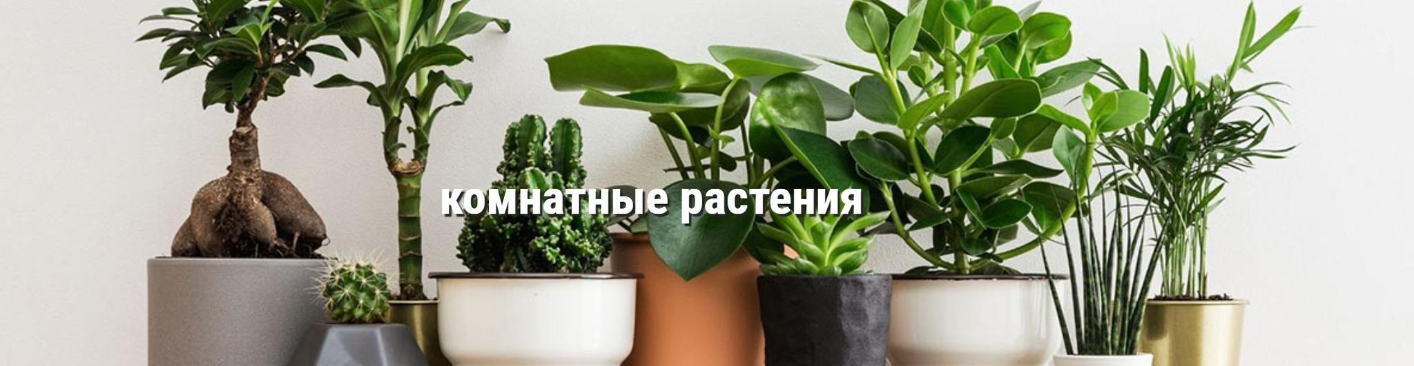 Магазин Саженцев Мелитополь Магазин Саженцев Мелитополь