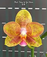 Орхідея Tong Yi Yu Shiou, без квітів, горщик 2.5, фото 1