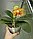 Орхідея Tong Yi Yu Shiou, без квітів, горщик 2.5, фото 3