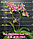 Орхидея подросток. Сорт Miki Golden Sand, размер 1.7 без цветов, фото 5