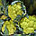 ГРІН СТОРМ F1 (2500шт) - Капуста Цвітна, Syngenta, фото 2