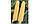 Кукуруза Оватона F1 (5000сем.) Clause, фото 3