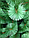 Штучна сосна волосінь 2 м зелена пишна на підставці, Святкова новорічна різдвяна ялинка, фото 8