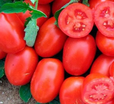 1311 F1 - насіння томату, LARK SEEDS