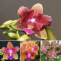 Орхидеи. Сорт Miki Golden Sand peloric, горшок размер 2.5" без цветов, фото 1