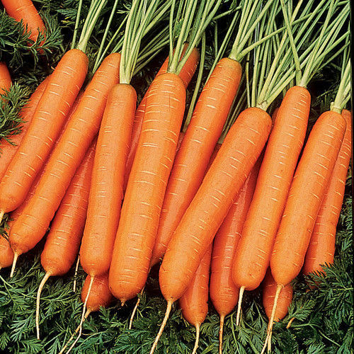 Продам вагове насіння Моркви Нантська