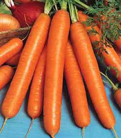 Семена моркови Амстердамська, фото 2