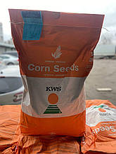 Акустика, ФАО 350, семена кукурузы KWS (КВС)