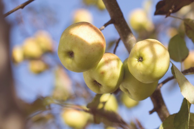 Як правильно зберігати яблука зимою після сбору урожаю