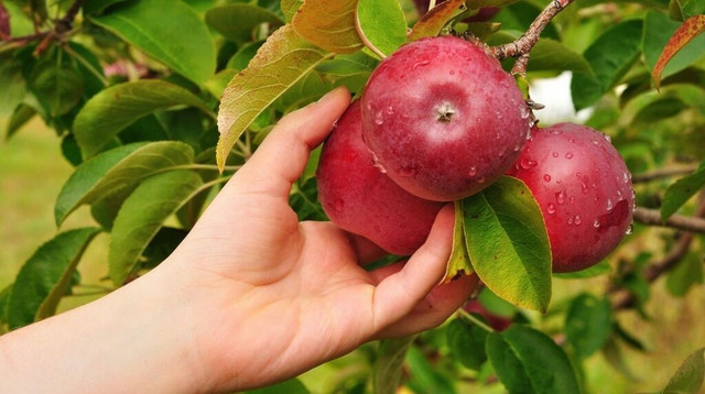 Коли починати збирати врожай яблук назиму та особливості зберігання