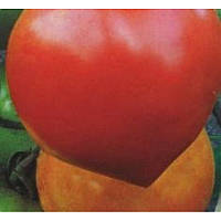 Насіння томату Іванич F1 (ТМ "Элитный Ряд") 1 р - детермінантний, ранній (90-95 днів), рожевий, круглий