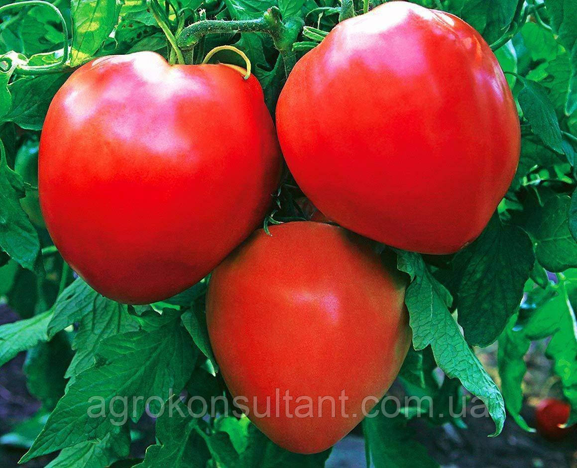 Семена томата Соломон (ТМ "Элитный Ряд") 1 г - детерминантный, ранний 95-100 дней, красный, круглый