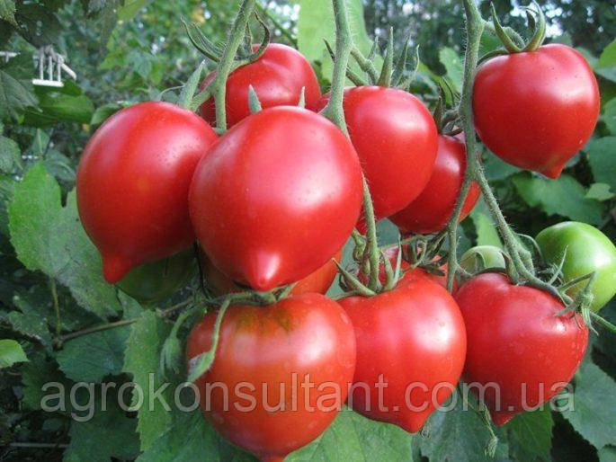 Насіння томату Іванич F1 (ТМ "Элитный Ряд") 1 р - детермінантний, ранній (90-95 днів), рожевий, круглий