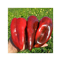 Насіння перцю Геркулес F1 (Clause) 5 гр. — середньоранній (70-75 днів), кубовидний, червоний, солодкий