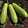 КС 1241 F1 (1000шт) - Кабачок, Kitano Seeds, фото 3