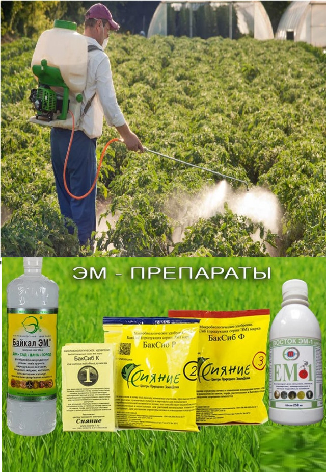 Способи обробки хімічна та біологічна Обробка бур'янів